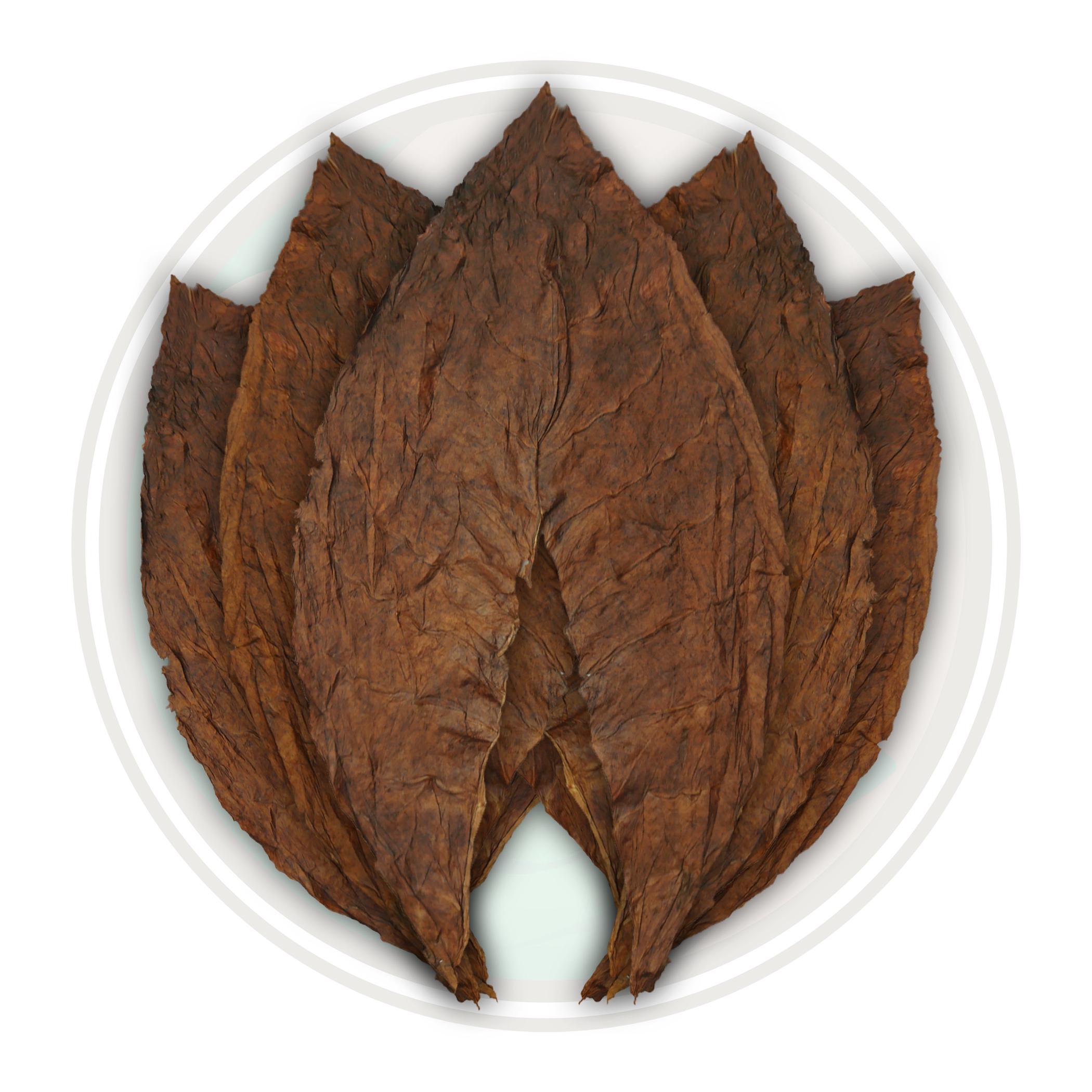 Dominican Seco Criollo '98 Cigar Filler Tobacco Leaf Dominican Seco Criollo '98 Cigar Filler Tobacco Leaf